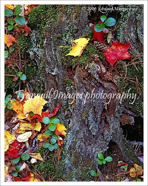 450277---Fall foliage on old tree trunk.